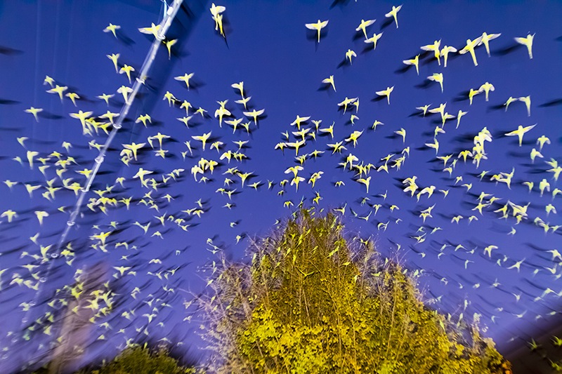 Tokyo Parrots © Yoshinori Mizutani