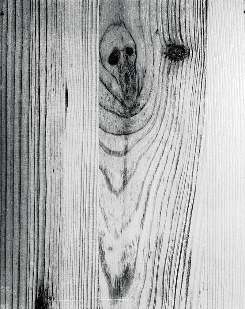 Salix Polaris © Anka Sielska