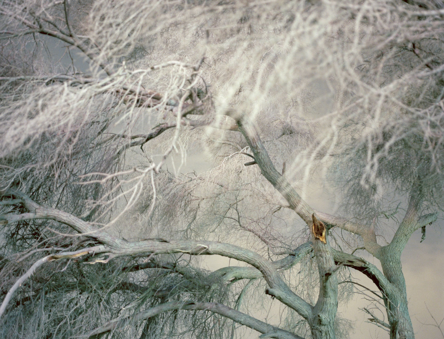Stranger © Olivia Arthur