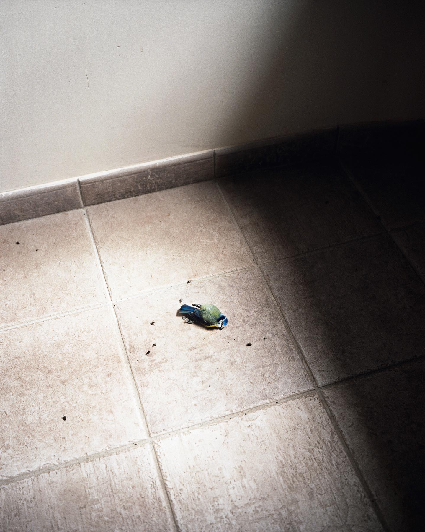 Festina Lente © Edouard Jacquinet