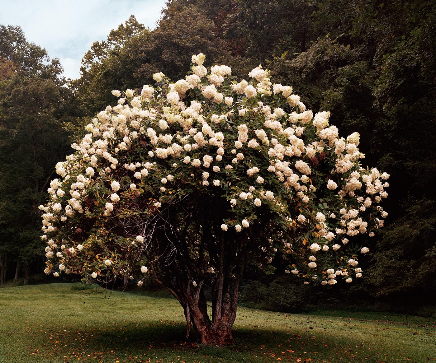The Prevailing Winds of Hills and Heritage © Aaron Blum