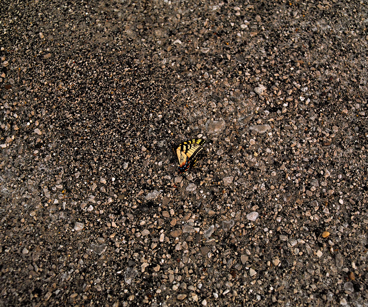 The Prevailing Winds of Hills and Heritage © Aaron Blum