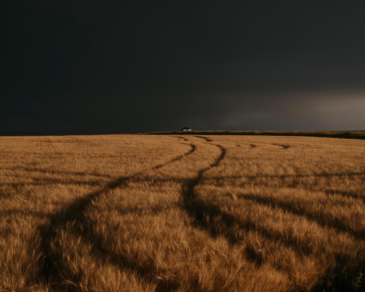 Meadowlark © Ian Bates