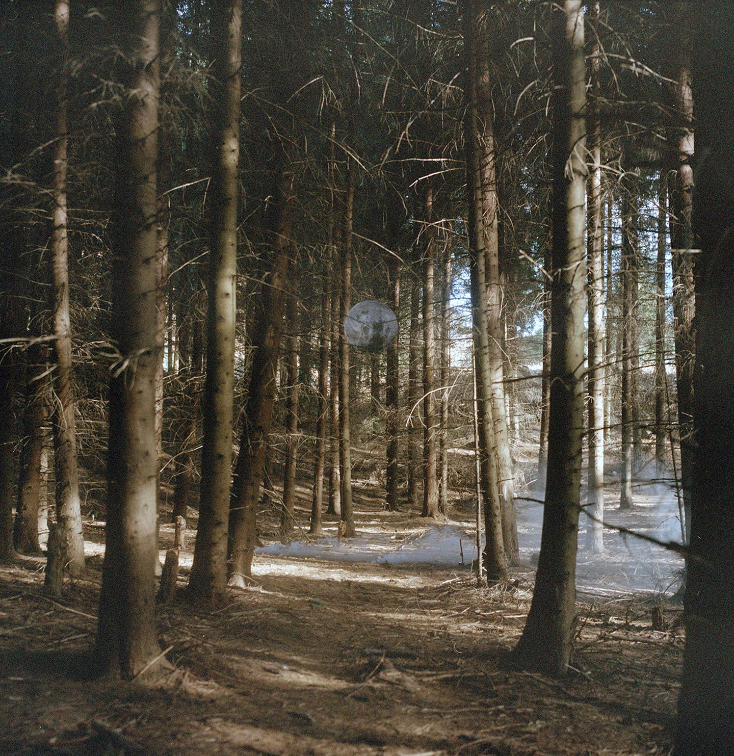 Lunar in Forest Bandari.