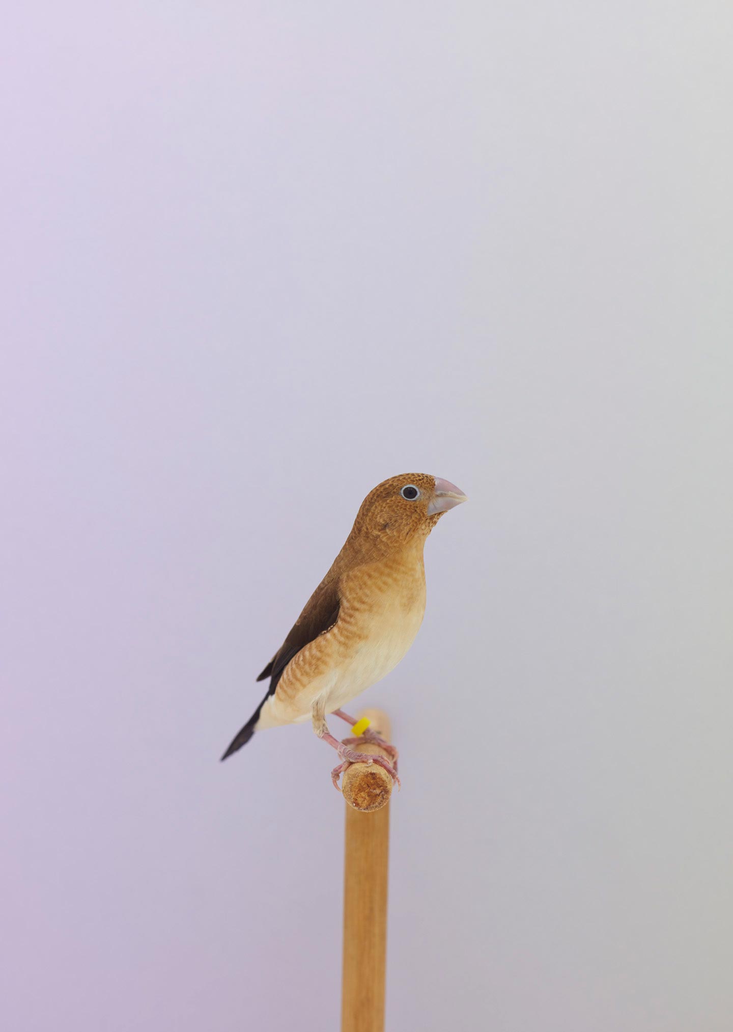 An Incomplete Dictionary of Show Birds © Luke Stephenson