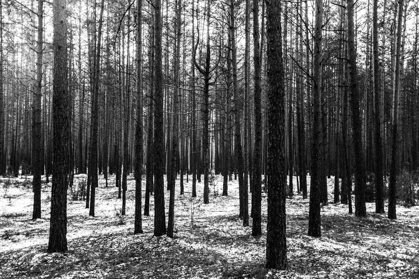 How Is Life? © Hannes Jung