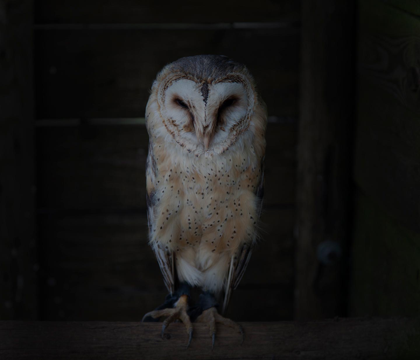 Falconer © Lenka Grabicova