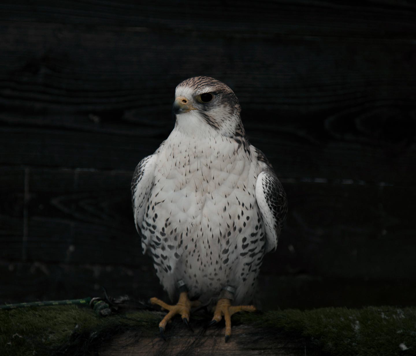 Falconer © Lenka Grabicova