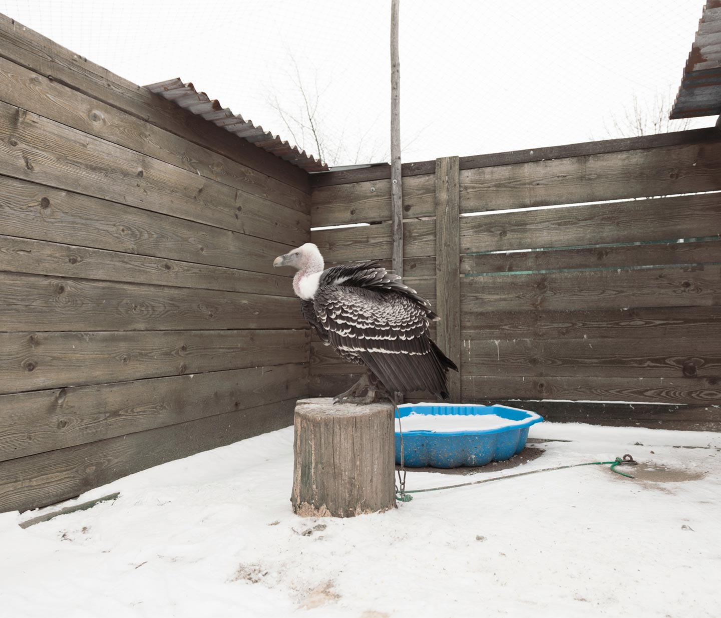 Falconer © Lenka Grabicova