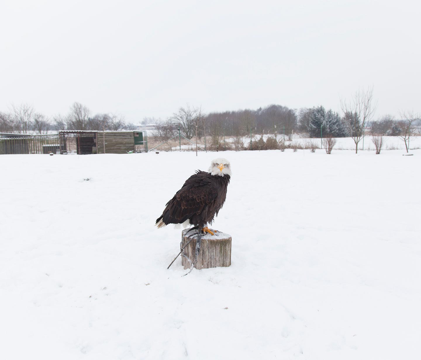 Falconer © Lenka Grabicova