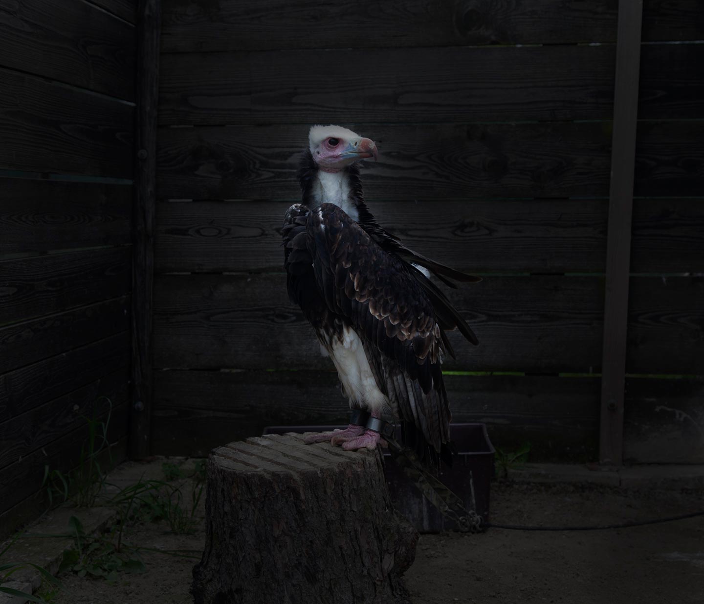 Falconer © Lenka Grabicova