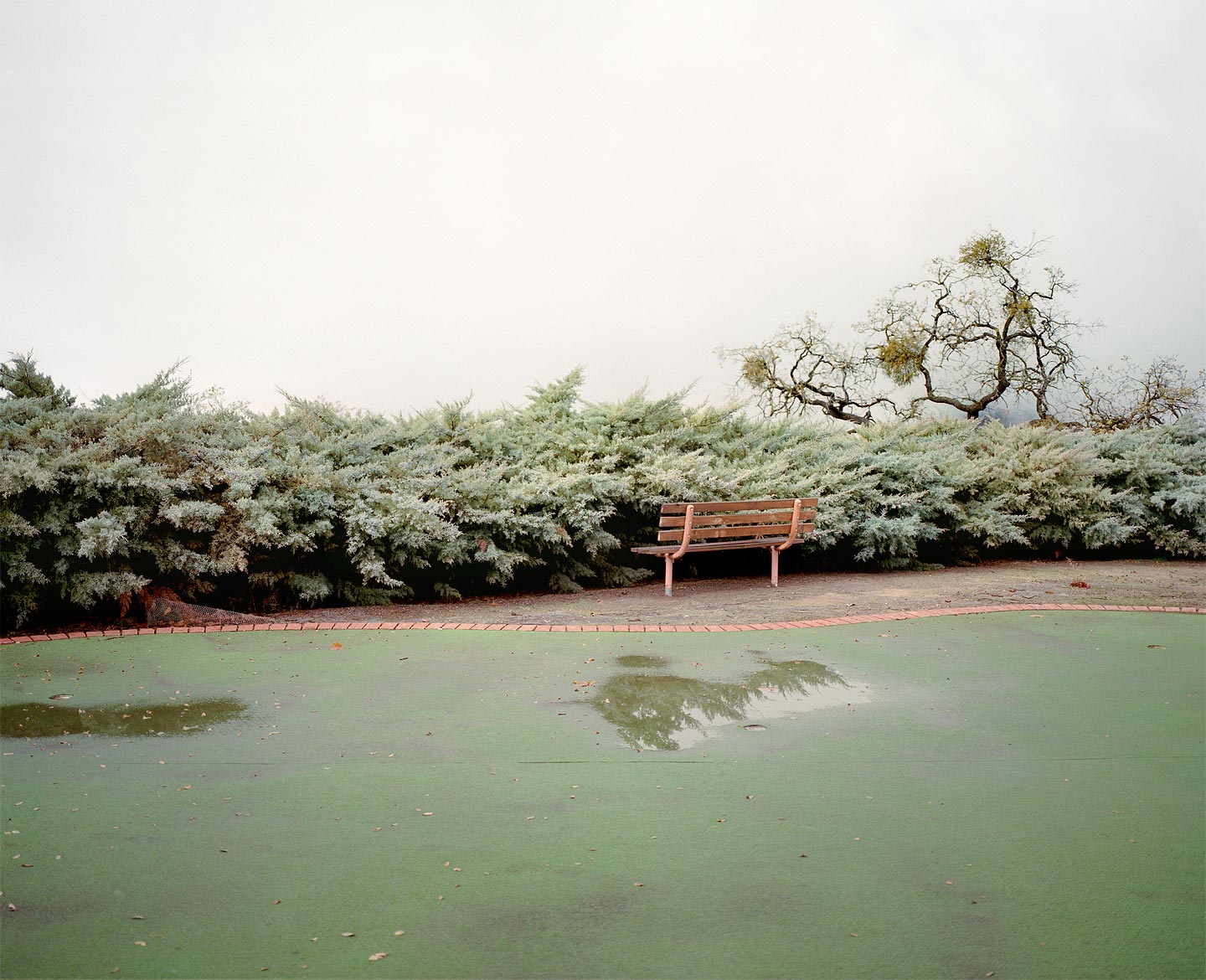 A Golden State © Shawn Bush