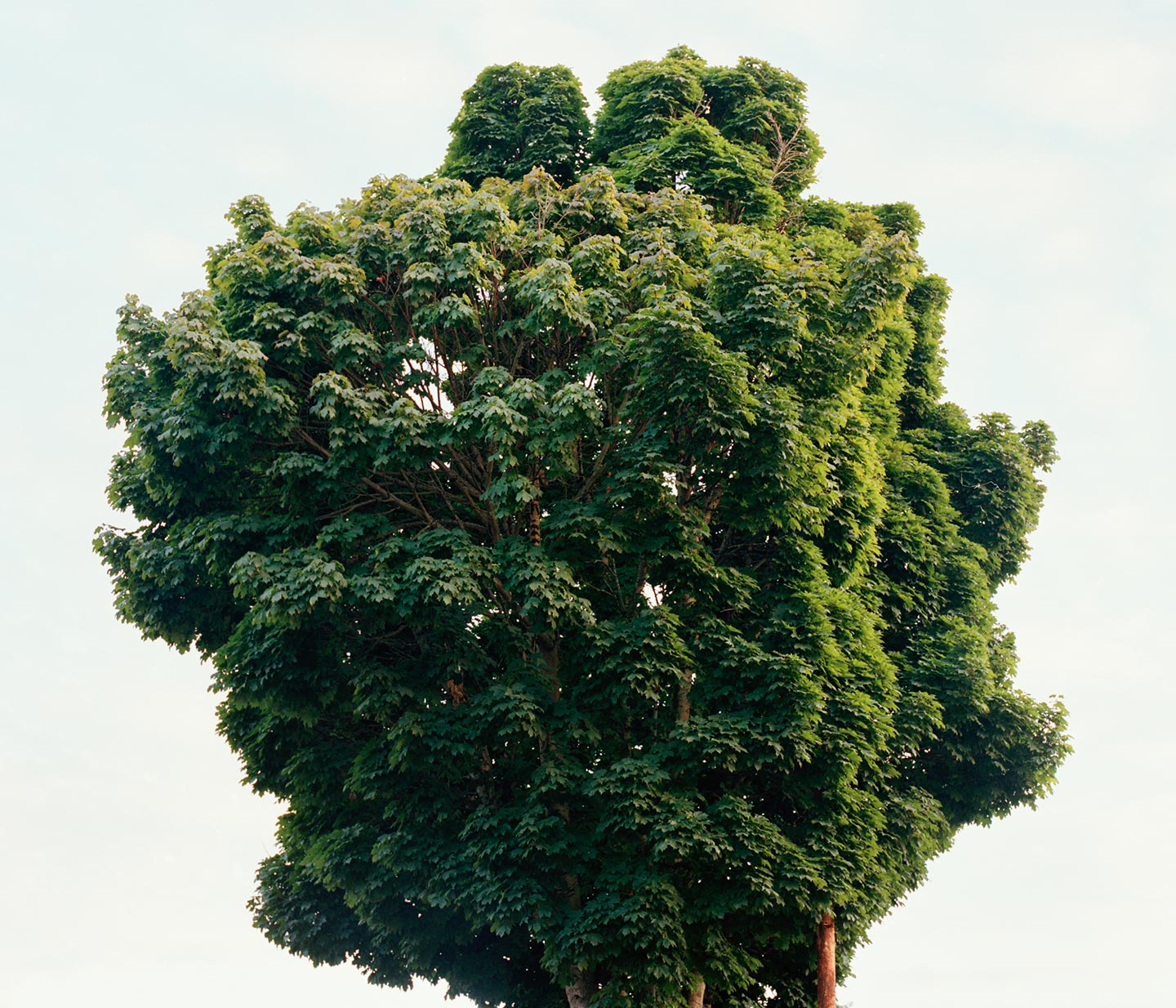 Eden Within Eden © Ricardo Nagaoka