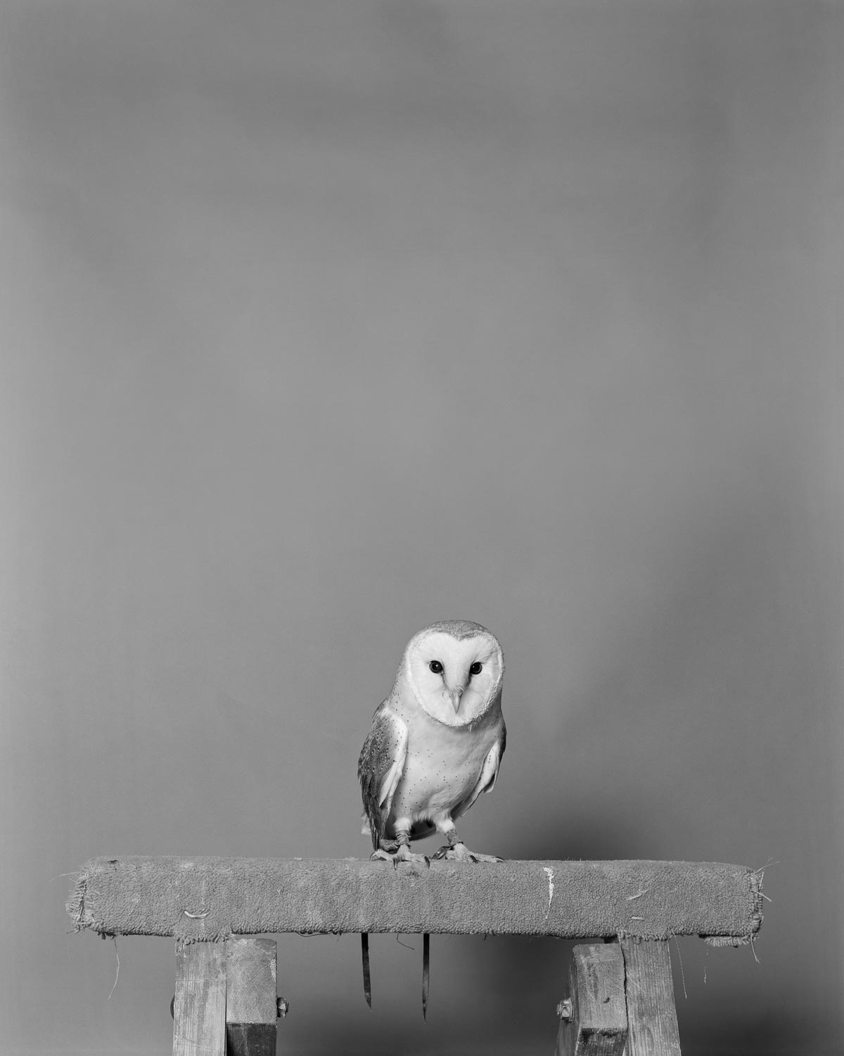 Parliament of Owls © Jack Latham