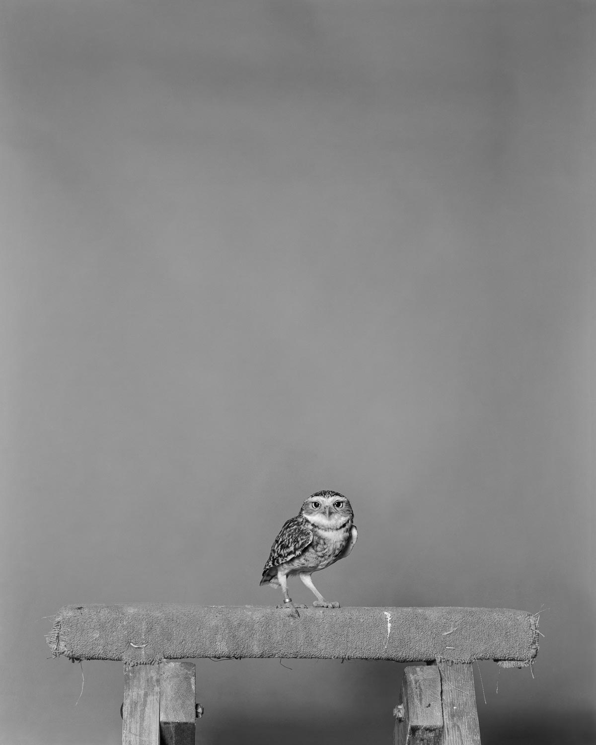 Parliament of Owls © Jack Latham