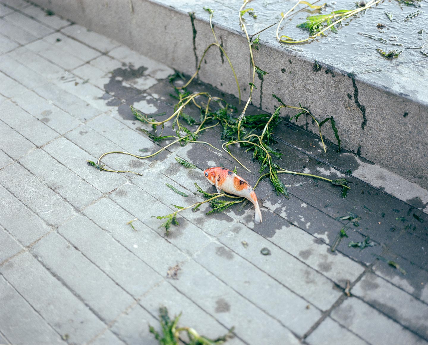 So Long and Thanks for All the Fish © Tianxi Wang